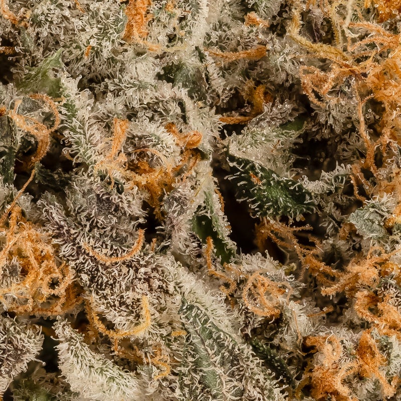 Albatross - Animal Cookies
