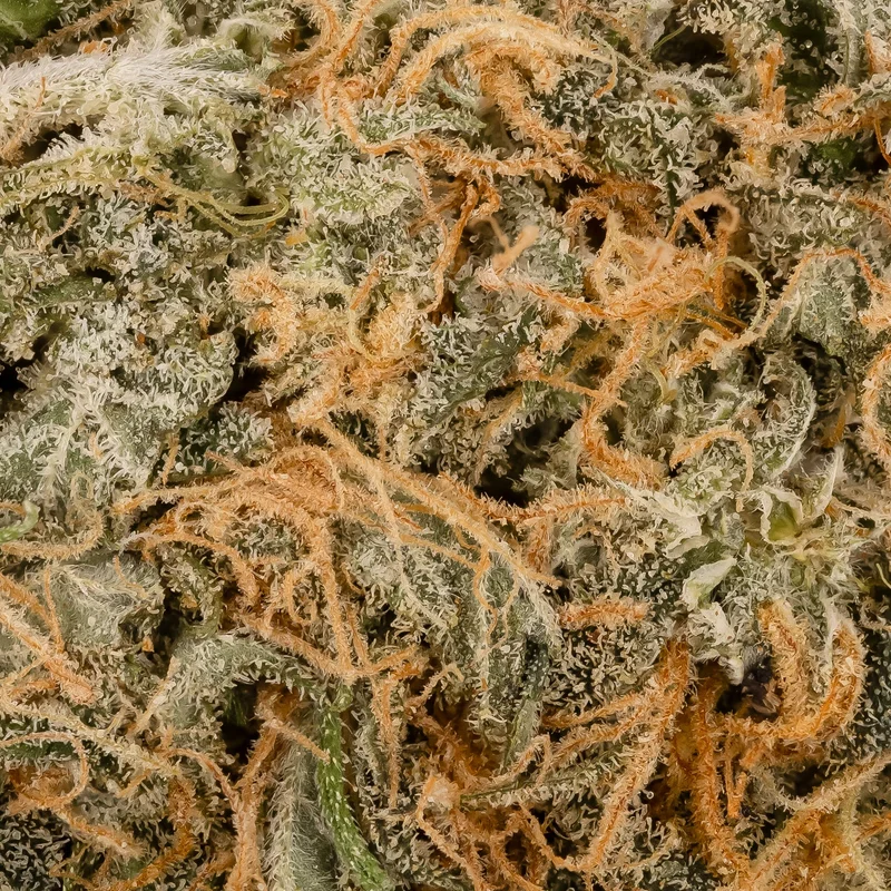 Lucky Farms - GMO