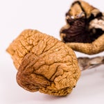 MSH-DaddyLongLegs-02