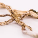 MSH-DaddyLongLegs-02