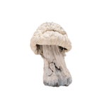 AlbinoAtlanticTreasureCoast-01