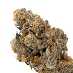 AnimalCookies-Albatross-03