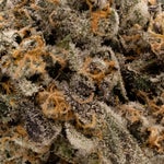 AnimalCookies-Albatross-03