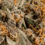 AnimalCookies-Albatross-03