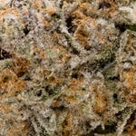 AnimalMints-Albatross-03