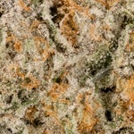 AnimalMints-Albatross-03