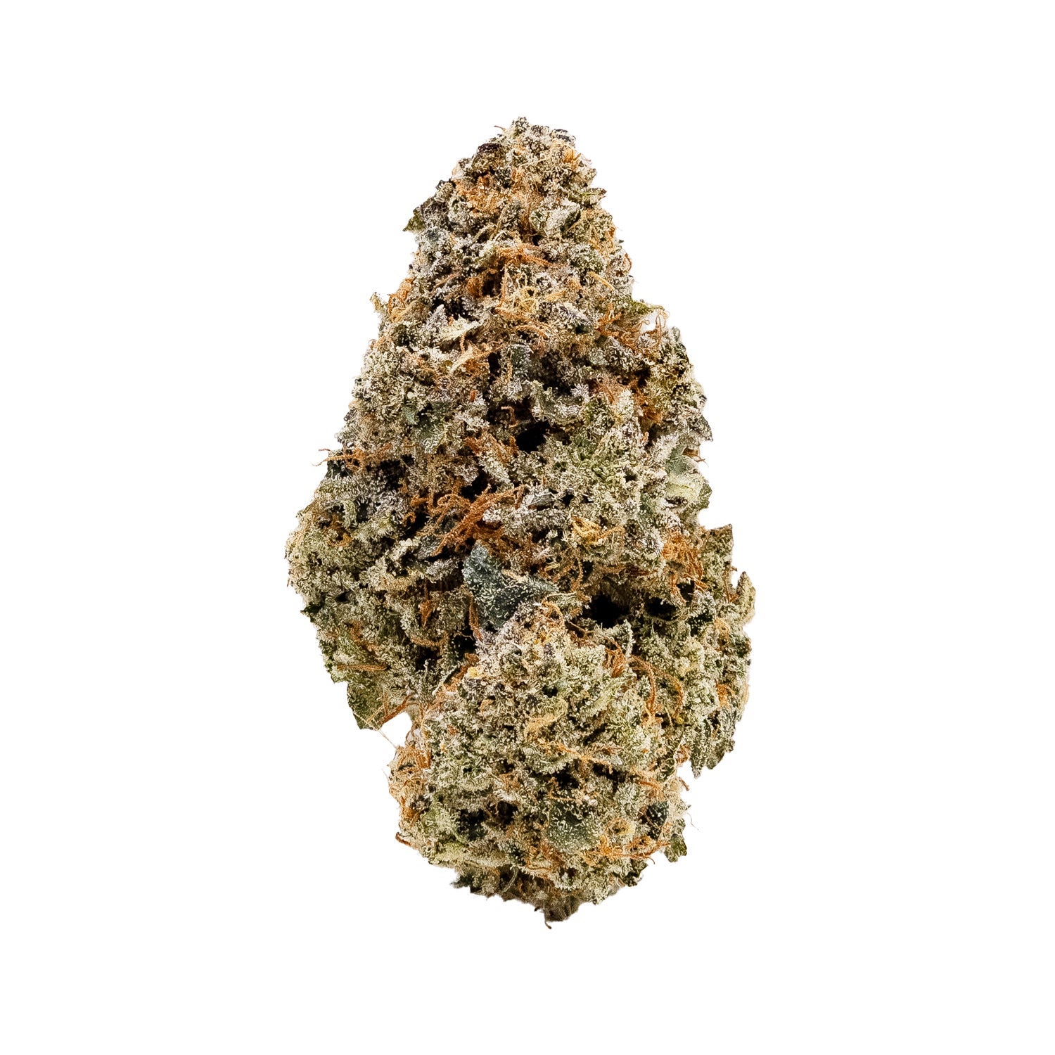 ApricotStomper-Albatross-03