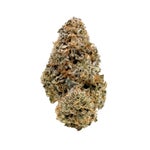 ApricotStomper-Albatross-03