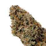 ApricotStomper-Albatross-03