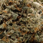 ApricotStomper-Albatross-03