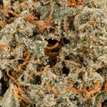 ApricotStomper-Albatross-03