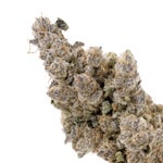 BlackMilk-Albatross-03