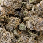 BlackMilk-Albatross-03