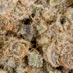 BlackMilk-Albatross-03