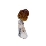 BluePulaski-AmazeballsMushrooms-01