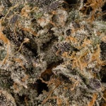 DeathBubba-Albatross-03