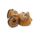 DinoEggs-AmazeballsMushrooms-01