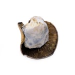 DinoEggs-AmazeballsMushrooms-01