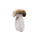 GoldMember-AmazeballsMushrooms-01