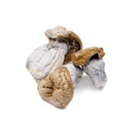 GoldMember-AmazeballsMushrooms-01