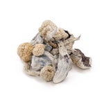 GoldenTeacher-DriedMagicMushrooms-02