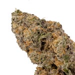 KushMints-Albatross-03