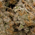 KushMints-Albatross-03