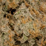 KushMints-Albatross-03