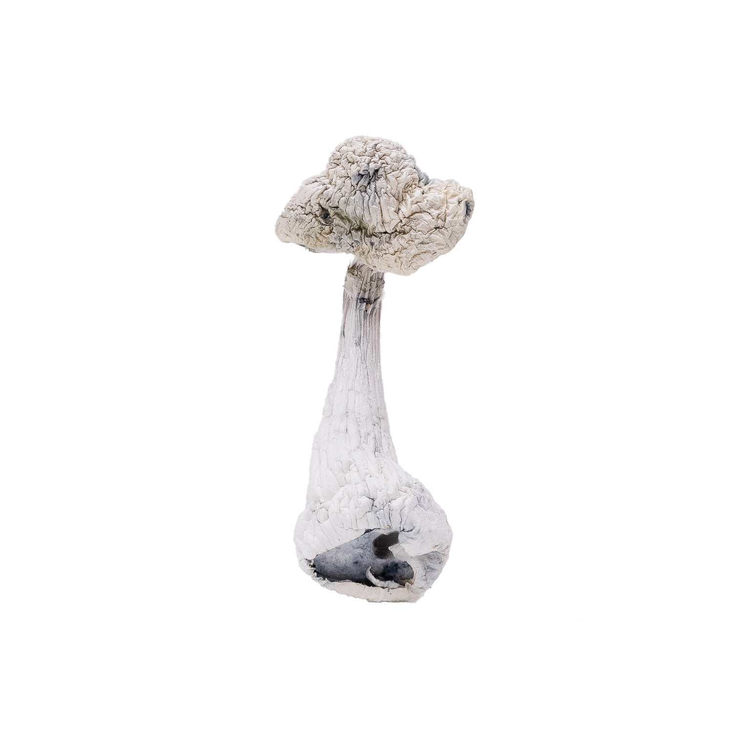 LeucisticBurmaAlbino-AmazeballsMushrooms-01
