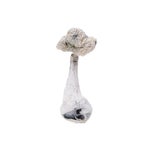 LeucisticBurmaAlbino-AmazeballsMushrooms-01