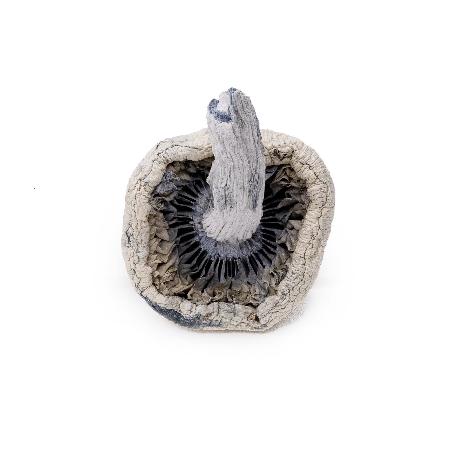 LeucisticBurmaAlbino-AmazeballsMushrooms-03