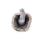 LeucisticBurmaAlbino-AmazeballsMushrooms-01