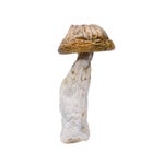 MCGorilla-AmazeballsMushrooms-01