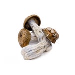 MCGorilla-AmazeballsMushrooms-01