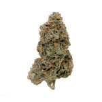 OriginalPurpleKush-Albatross-03