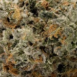 OriginalPurpleKush-Albatross-03