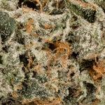 OriginalPurpleKush-Albatross-03