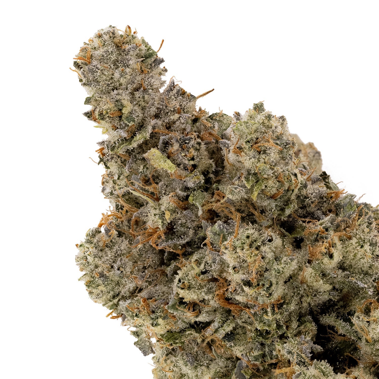 PinkGrease-Albatross-04