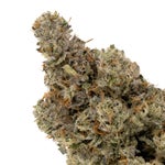 PinkGrease-Albatross-03