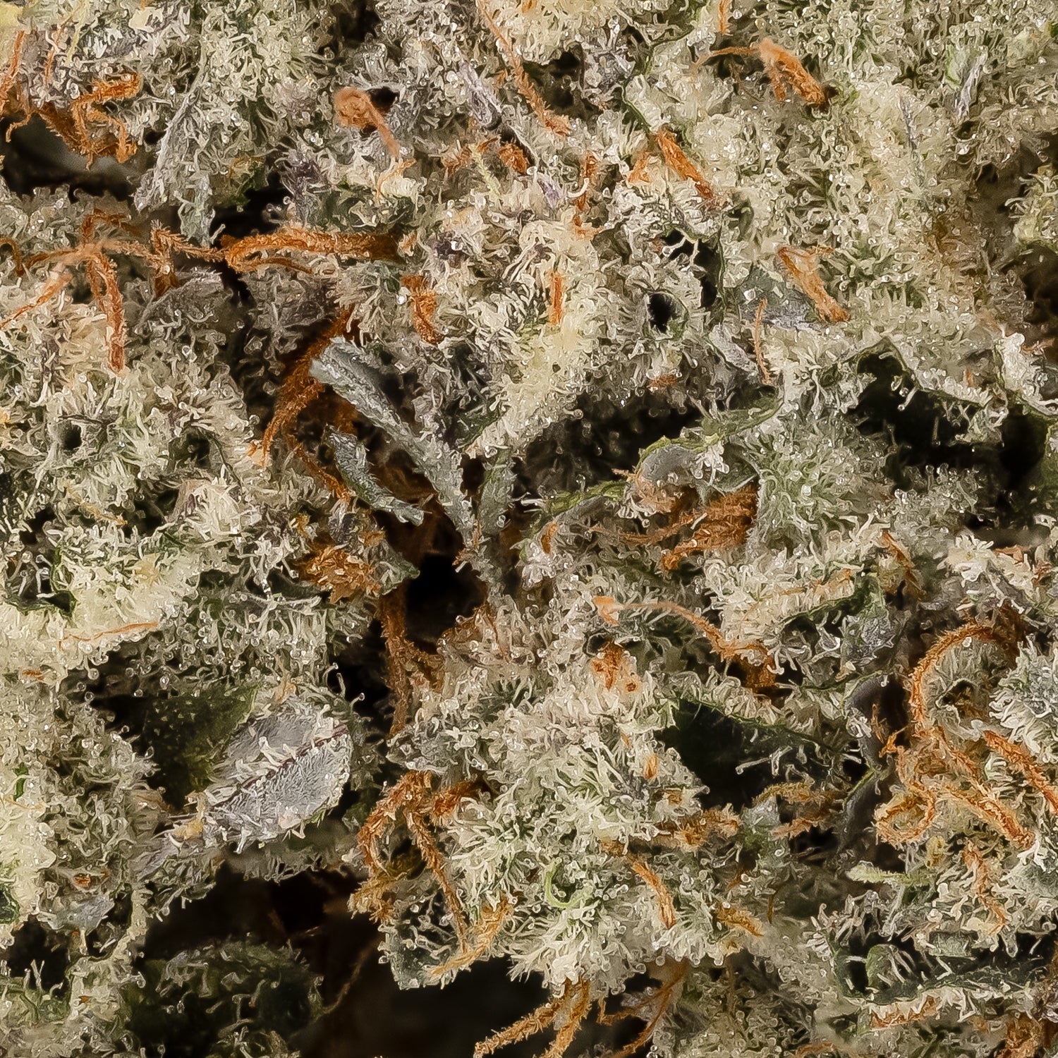 PinkGrease-Albatross-06