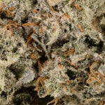 PinkGrease-Albatross-03