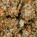 PinkKush-03