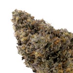 PugJunky-Albatross-03