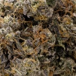 PugJunky-Albatross-03