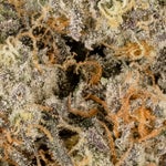 PugJunky-Albatross-03