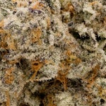 PunchBreath-Albatross-03