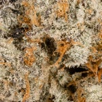 PunchBreath-Albatross-03