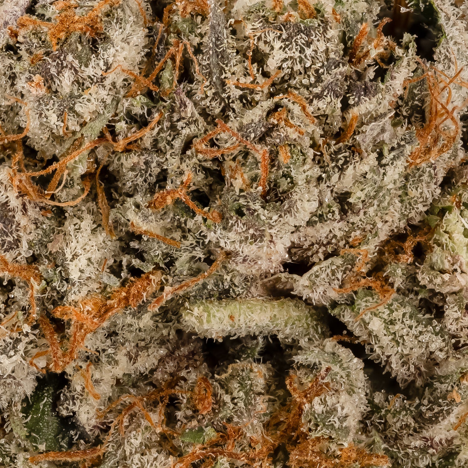 PurpleBubbaKush-06