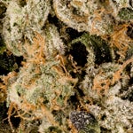 PurpleCoffeeKush-Albatross-03