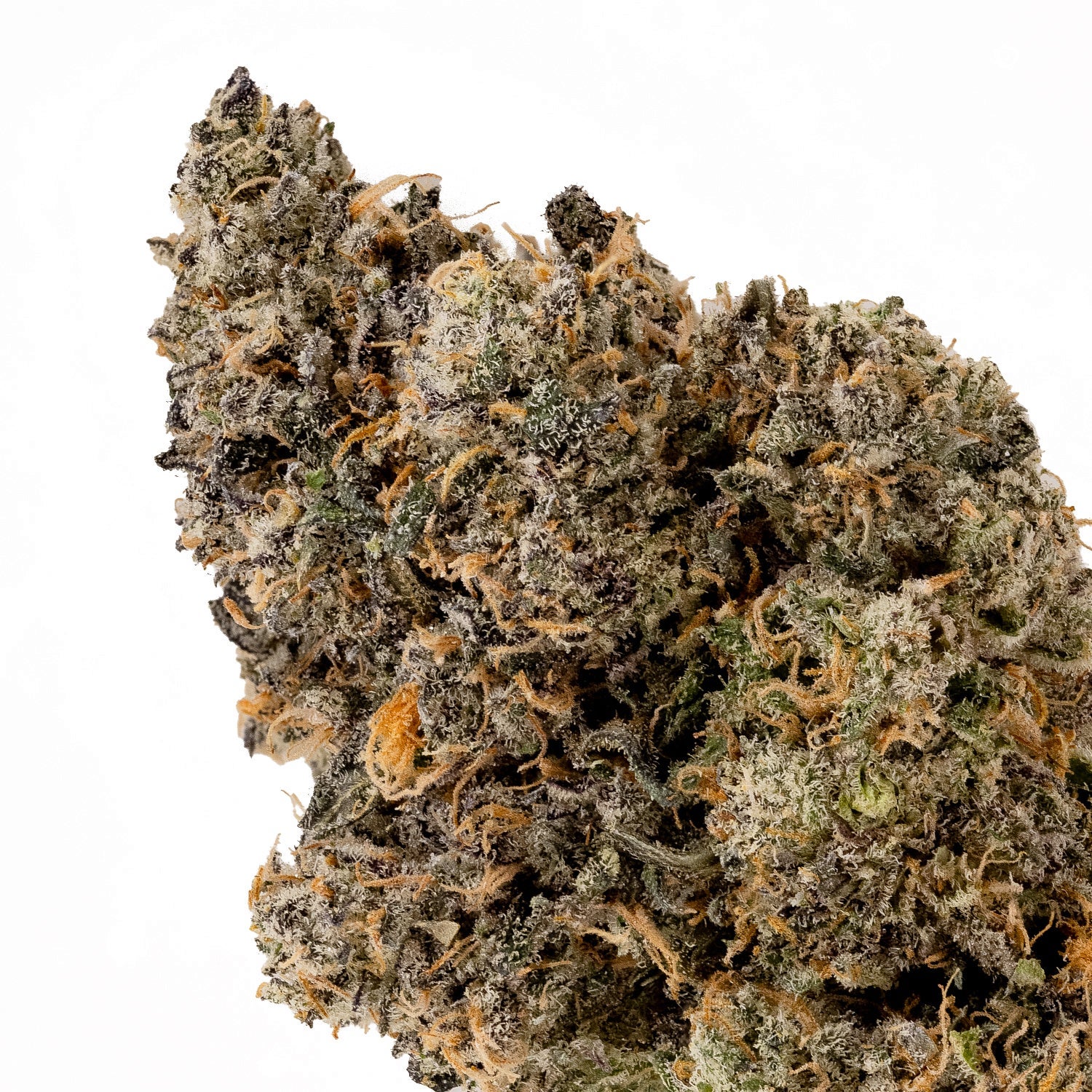 RainbowChip-JungleRidge-04